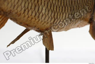 Common chub Squalius cephalus belly fin 0017.jpg